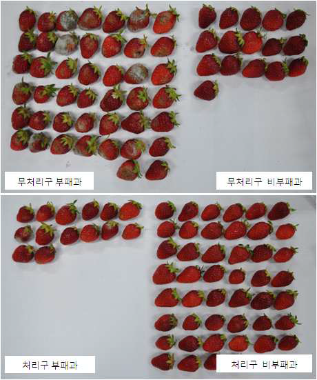 Photos of decaying strawberries stored for 5 days at room temperature.