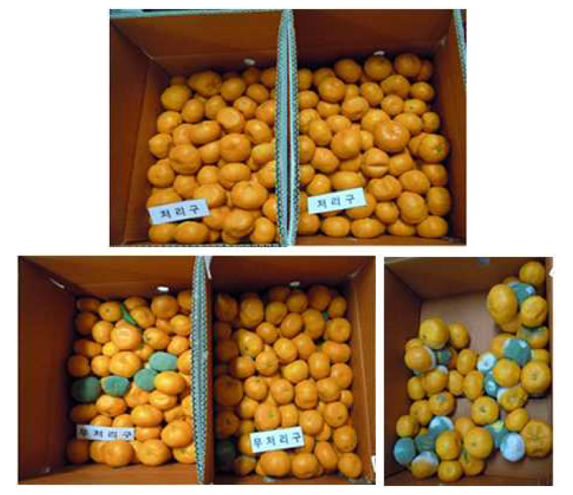 Photos of tangerines stored for 60 days at room temperature.