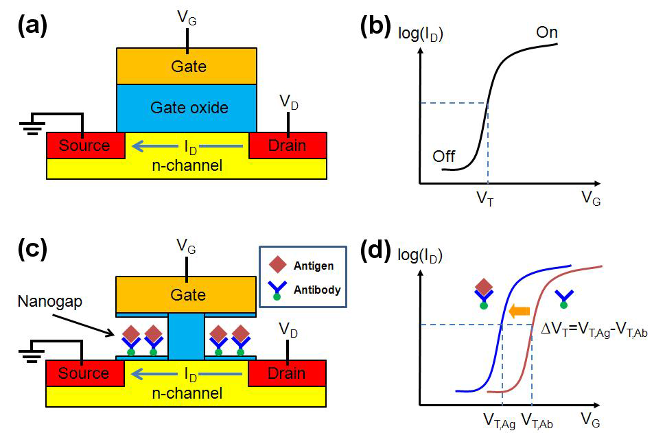 일반적인 FET와 제안된 나노갭 FET 바이오센서의 모식도와 전류-전압 그래프. (a), (b): 일반적인 FET (c), (d): 나노갭 FET 바이오센서