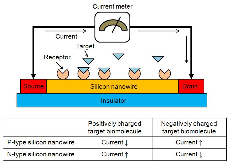 나노와이어 바이오센서의 동작원리