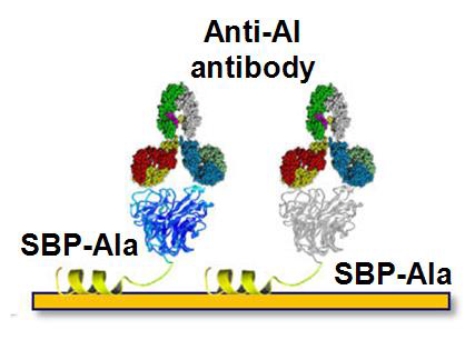 SBP-AIa 와anti-AI antibody의결합에대한모식도