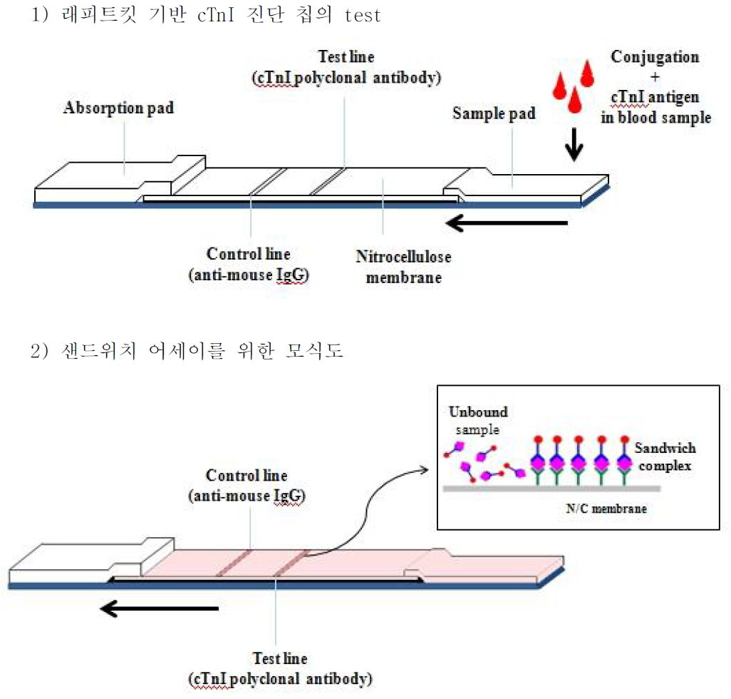 Quantum dot 기반 형광 바이오센서의 모식도.