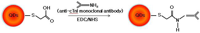 Mechanism of QD/anti-cTnI 19C7 conjugation