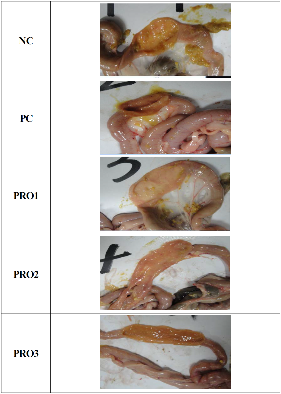 Effects of propolis supplementation on small intestinal morphology in broilers1