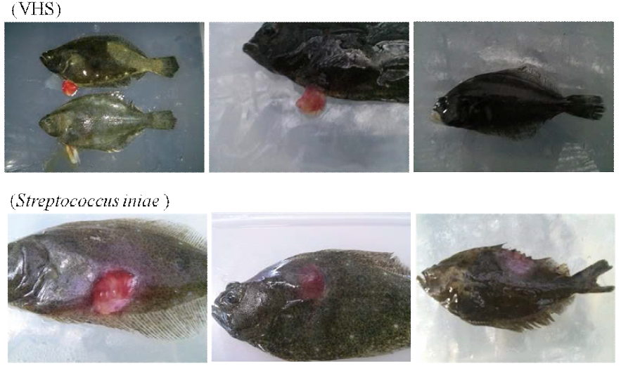 Symptoms of experimental fish during the challenge test.