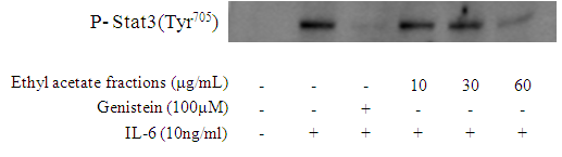 KR-300 에틸아세테이트 분획물의 IL-6유도 STAT3 인산화 저해활성