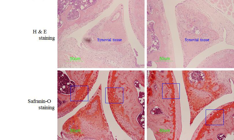 실험군에 의해 보존된 관절 활막조직과 연골조직