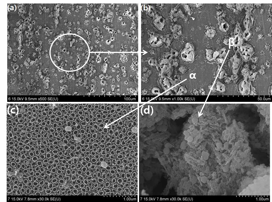 1M H3PO4 +0.8wt.% NaF 용액에서 30V에서 1시간 동안 나노튜브 형성된 1000℃에서 열처리 된 Ti-6Al-4V 합금의 FE-SEM 이미지