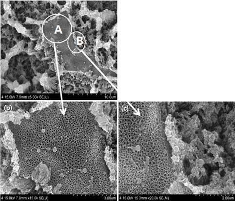 2단계 양극산화 처리한 800℃에서 열처리 된 Ti-6Al-4V 합금의 FE-SEM 이미지