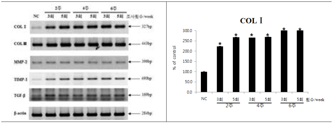 피부재생효과 평가(RNA Level)