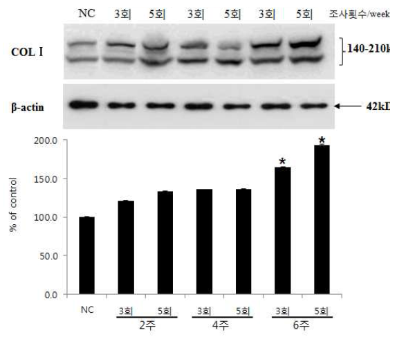 피부재생 Western-Blot 분석