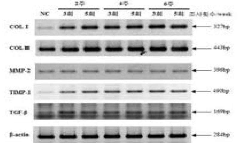 피부재생효과 평가(RNA Level)