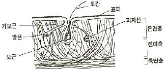 그우피 (소가죽의 단면도)