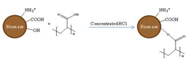 PAA-modified GA-crosslinked biosorbent(PAAB) 제조 방법