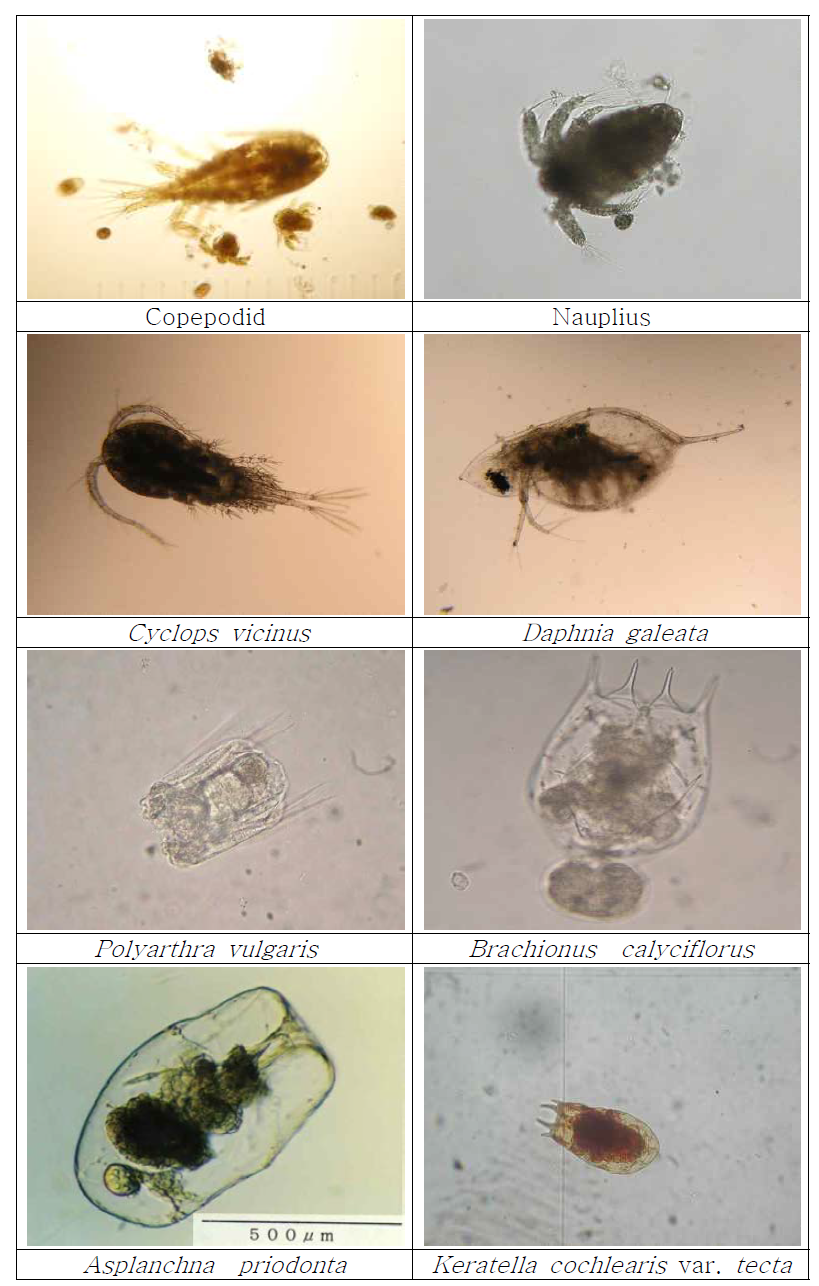 파로호상류 습지 조성구역에서 동물플랑크톤 우점종