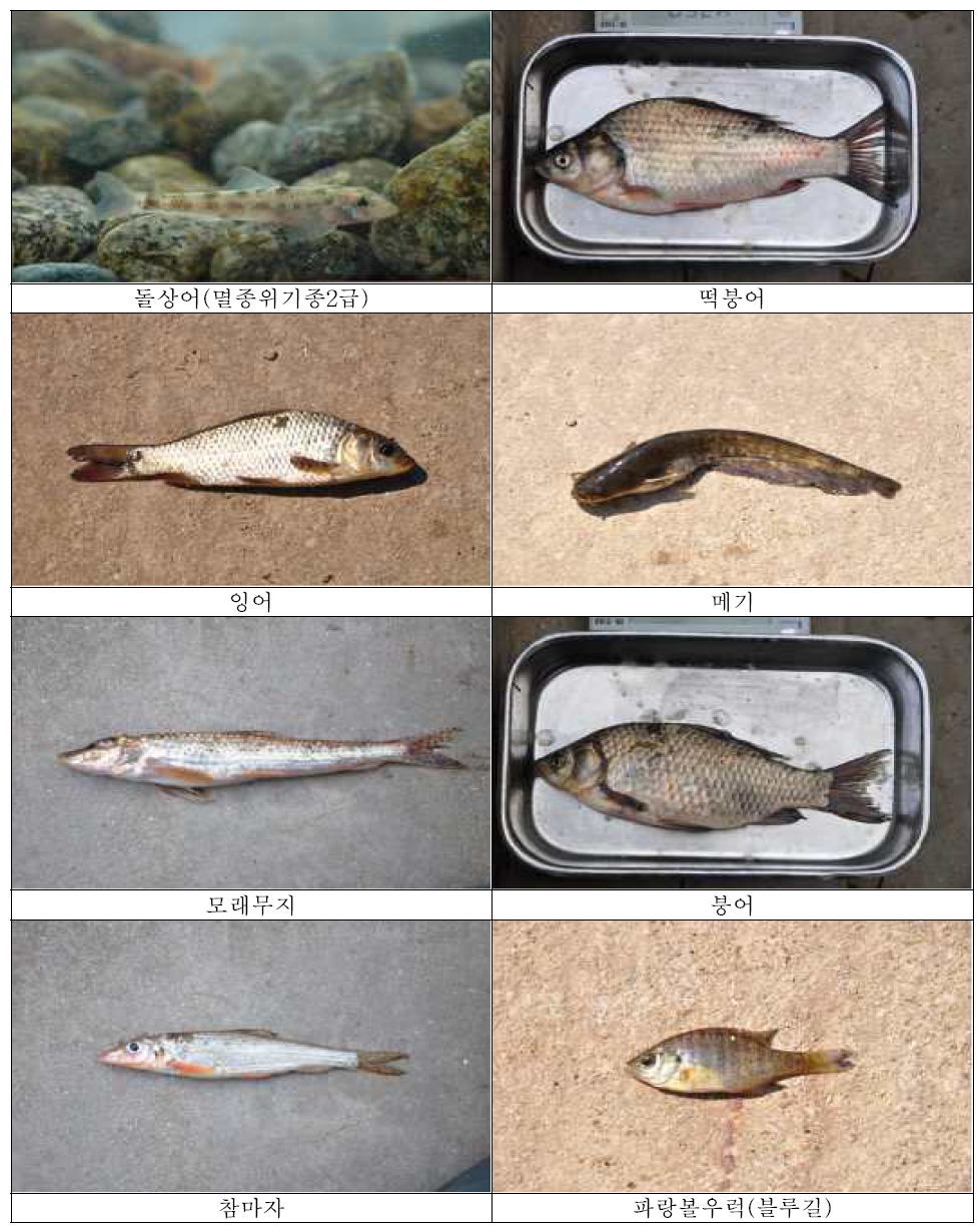 습지조성구역에서 출현하는 대표적 어류