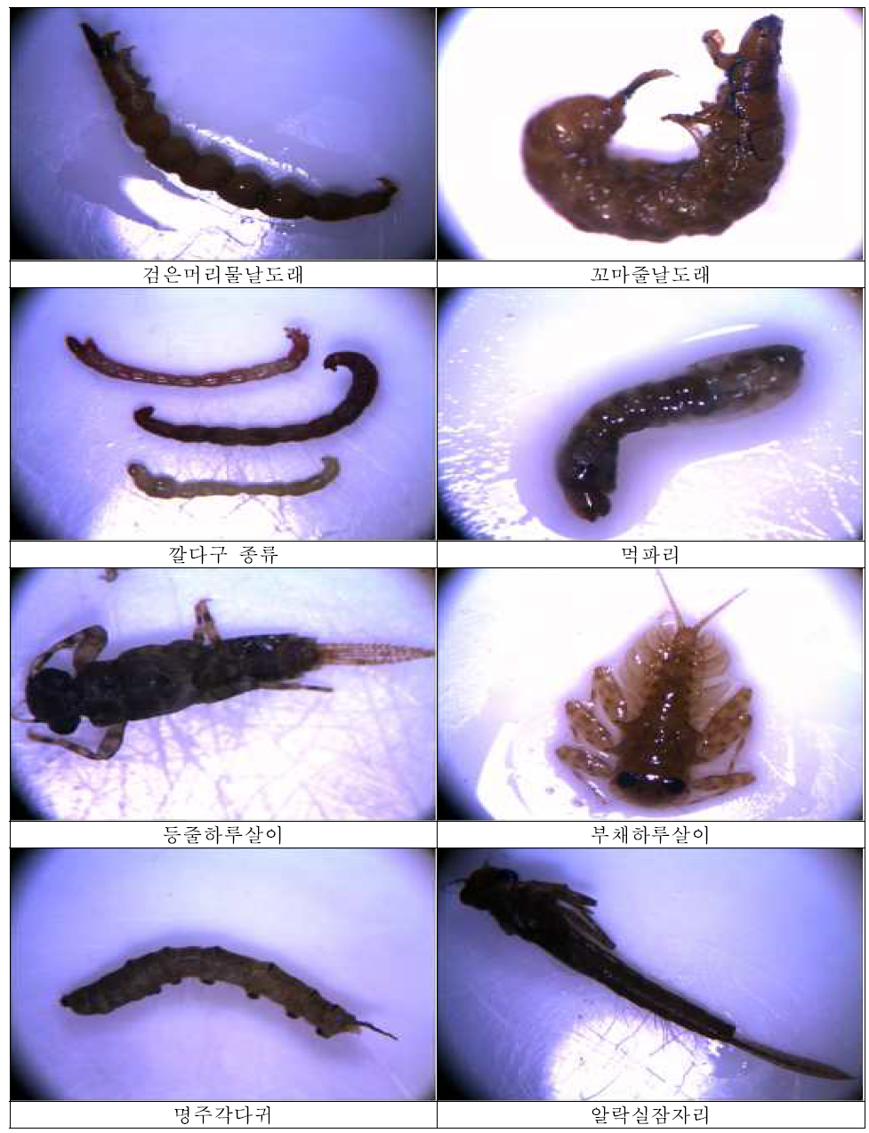 습지조성구역에서 출현하는 대표적 저서대형무척추동물