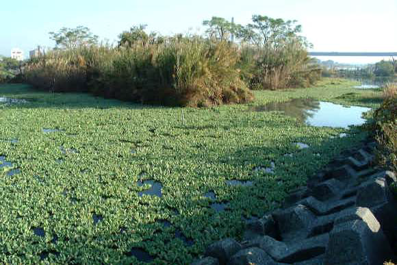 城北地区의 wetland 보전 전경