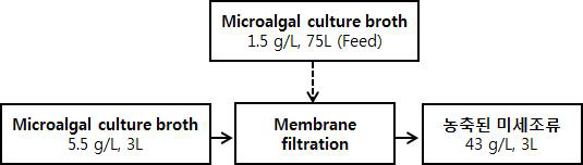 미세조류 biomass 농축 공정
