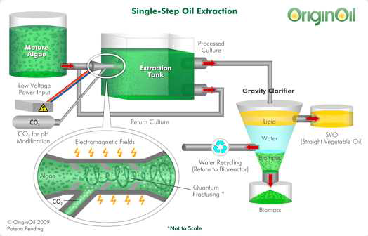 OriginOil 사의 single-step extraction process (http://www.originoil.com/)