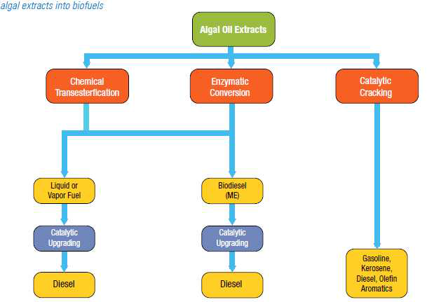 미세조류 추출물로부터 biofuel의 제조