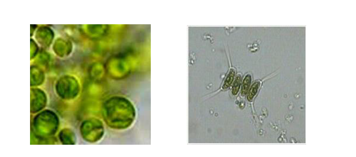 Chlorella vulgaris(좌), Scenedesmus accuminatus(우)