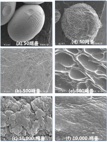 60℃에서 건조(a,b,c)와 동결건조(d,e,f)된 비드의 SEM을 통한 표면 비교