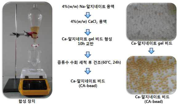 알지네이트 비드 합성 장치 및 합성 과정