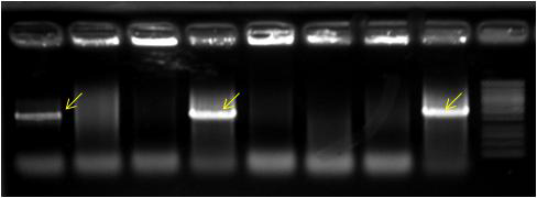 천안2 지역의 16S rRNA 유전자 콜로니 PCR 결과