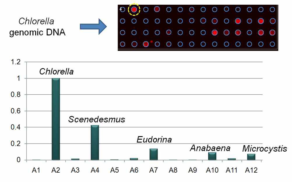 Chlorella genomic DNA의 cross hybridization