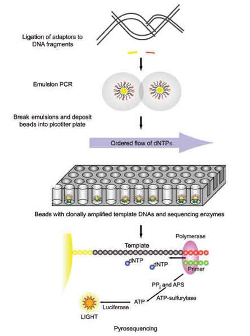 Pyrosequencing 단계별 모식도