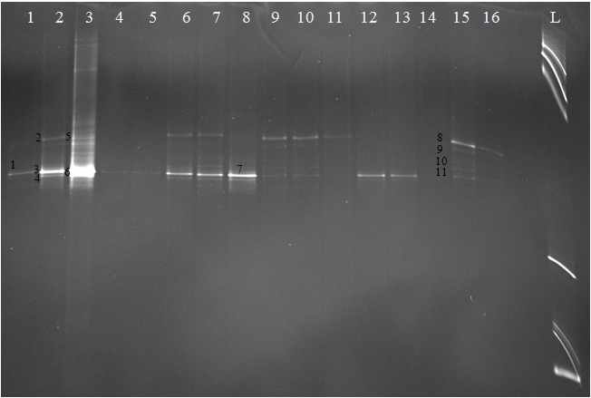 DGGE profile based on cpcBA gene generated from Daechung Reservoir