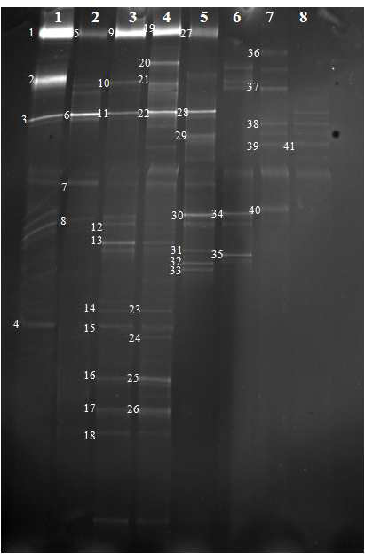 DGGE profile based on ITS gene generated from Daechung Reservoir