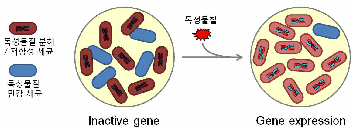 독성물질의 유입에 따른 분해 및 저항성 유전자의 발현