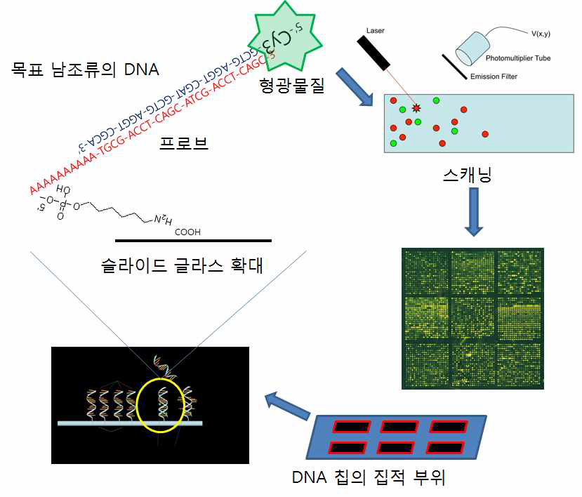 DNA 칩의 신호 검출 과정