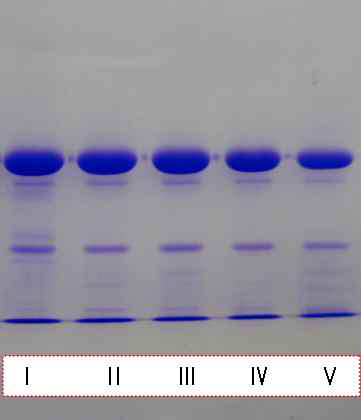 SDS-PAGE patterns of yolk protein purified by DE-52 ion-exchange chromatography