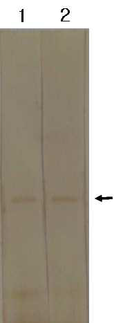 Western blot using hybridoma cell culture media