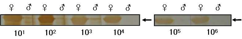 Western blot using rabbit anti-serum against yolk protein (Vn)