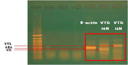 피라미 VTG 유전자 발현 분석법 확립