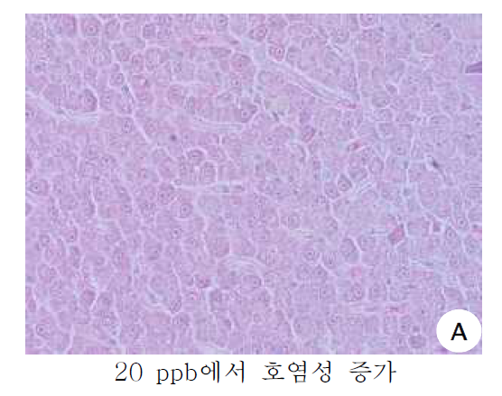 20 ppb의 NP에 노출된 피라미의 조직 변화