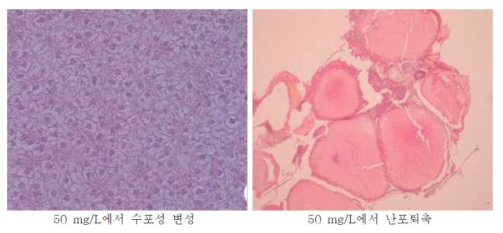 50 mg/L의 BkF에 노출된 피라미의 조직 변화