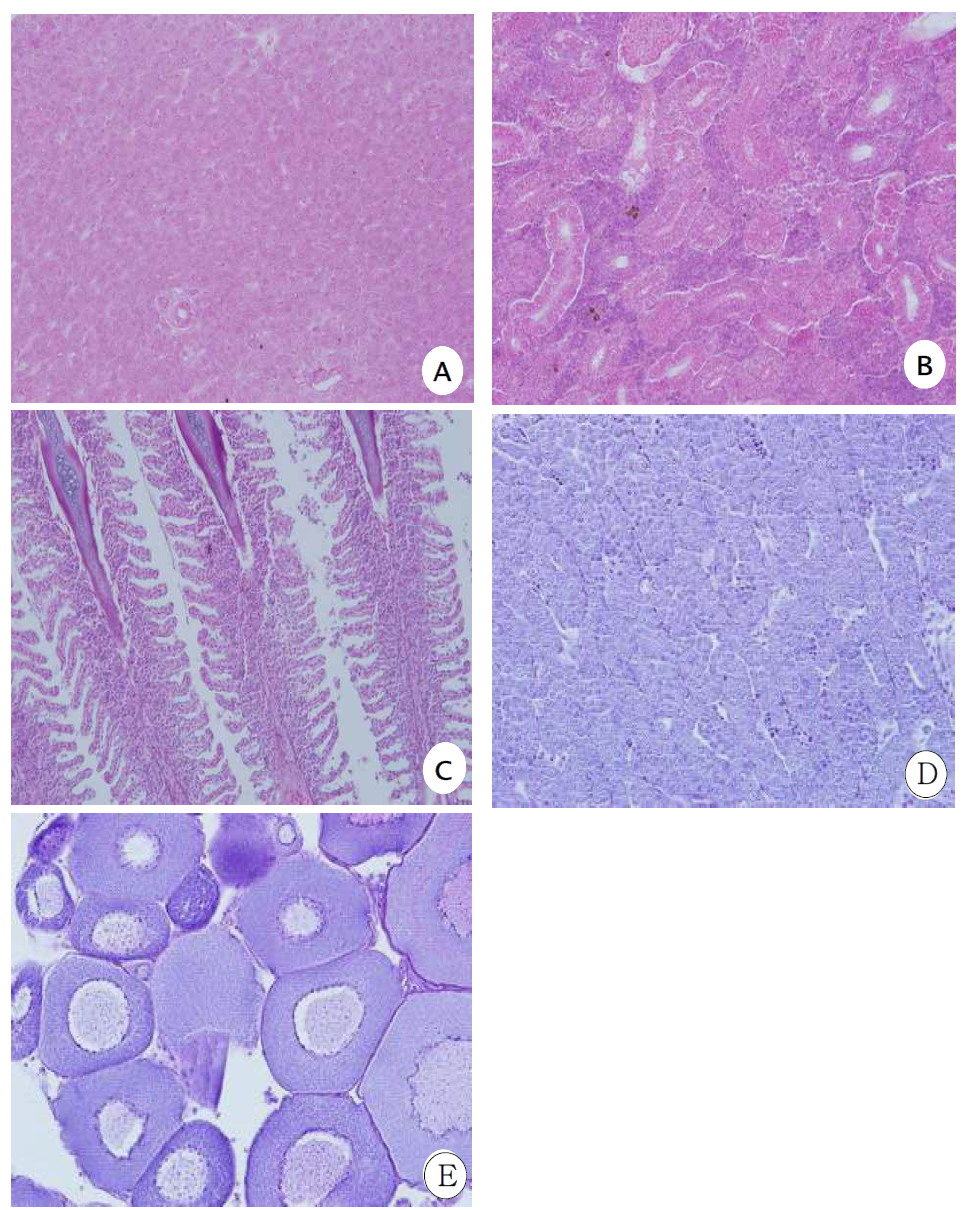 1차 시범하천 피라미의 조직병리학적 소견