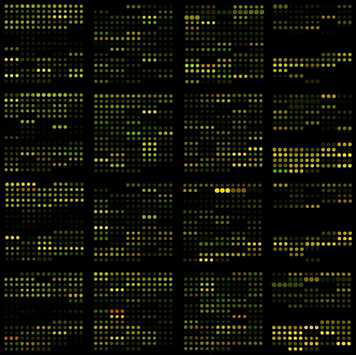 피라미 간 cDNA microarray 실험 후 스캐닝한 이미지