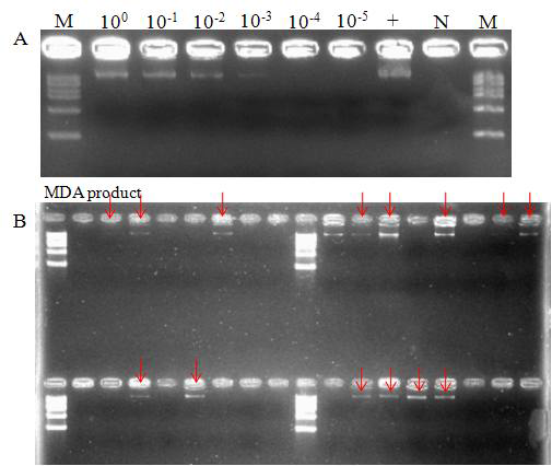 MDA results of serially diluted samples (A) Amplified products following MDA reactions performed with a series of 10-fold dilutions of the water (100 to 10-5). (B) Amplified products following MDA reactions performed with 5 × 10-3 dilutions of the water