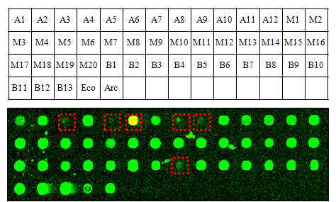 수생태 모니터링용 GPM의 구성. A, algae; M, MDA-product; B, bacteria