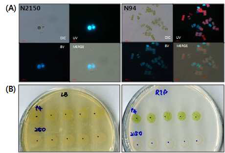 Chlorella ellipsoidea(NIES 2150)와 Scenedesmus acutus(NIES 94)의 axenic test 결과 (A) Hoechest stain (B) 두 종류의 세균 배지 위에 spotting 하여 6일 배양