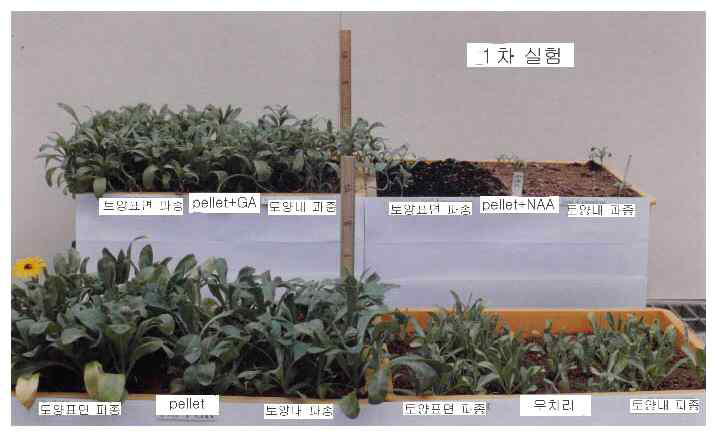 제조된 금잔화 종자 펠렛의 2개월 경과시 생육상태 관찰 (좌: 종자펠렛, 우: 원종자)