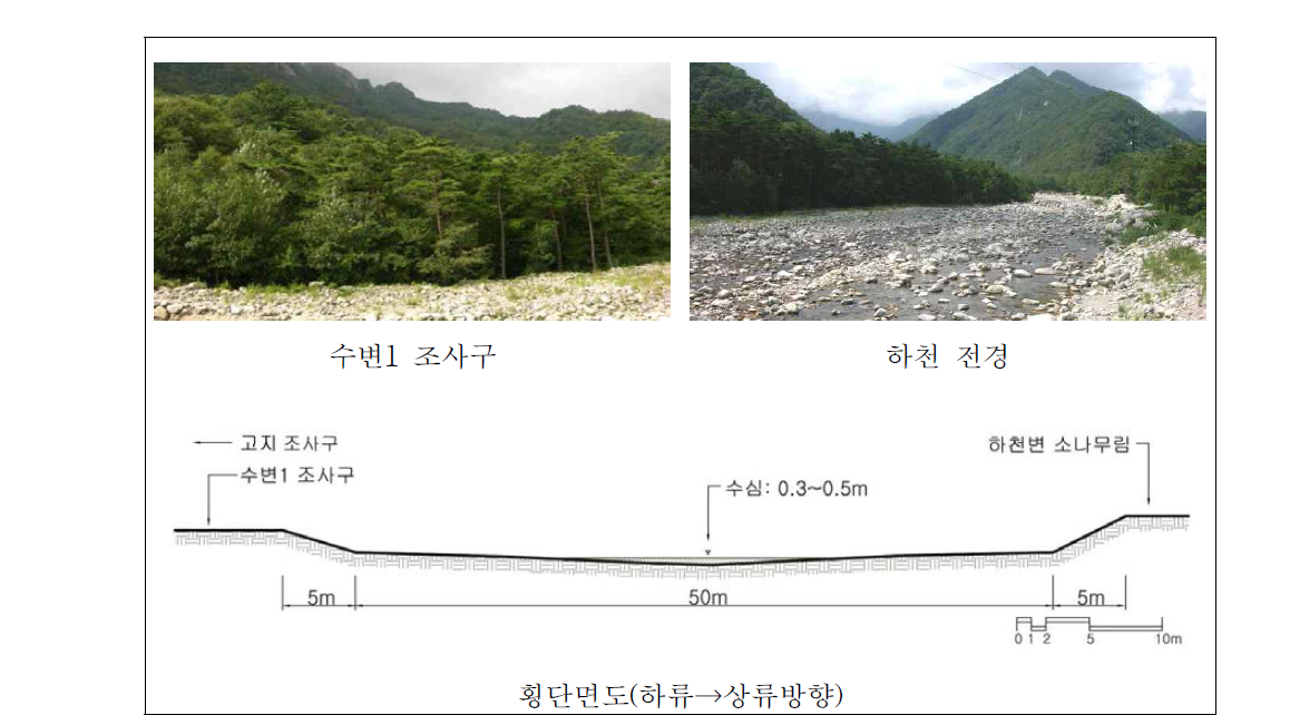 쌍천 상류 자연수변림 횡단면구조