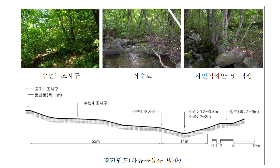 둔내 자연휴양림 하천 상류 자연수변림 횡단면구조