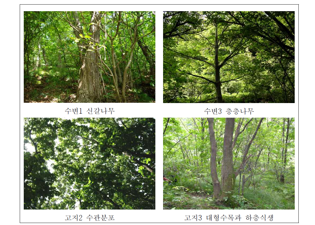 둔내 자연휴양림 하천 조사구의 식생분포 현황